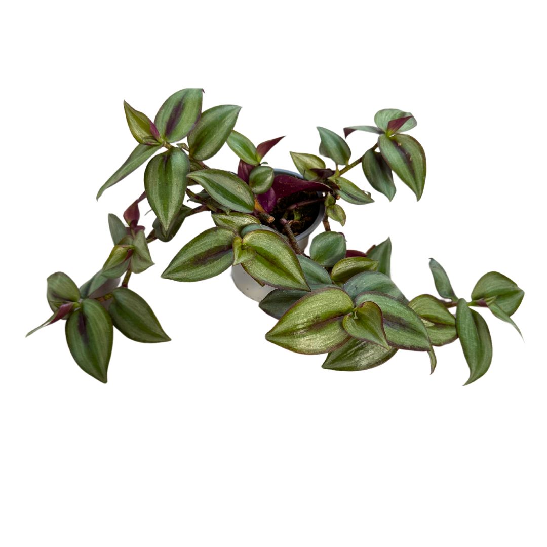 Tradescantia Planta De Amor De Hombre Maceta 11cm_0