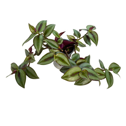 Tradescantia Planta De Amor De Hombre Maceta 11cm_0
