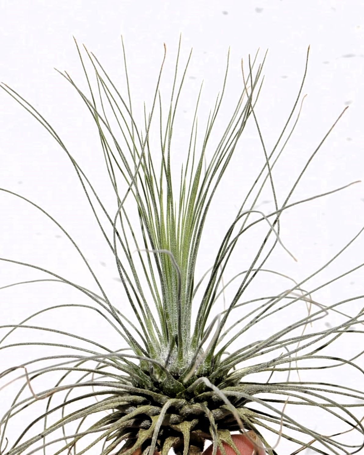 Tillandsia fuchsii gracilis; erizo vegetal, planta del aire; Curiosarium; altura 5-10 cm, diámetro 7-15 cm_2