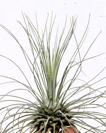Tillandsia fuchsii gracilis; erizo vegetal, planta del aire; Curiosarium; altura 5-10 cm, diámetro 7-15 cm_2