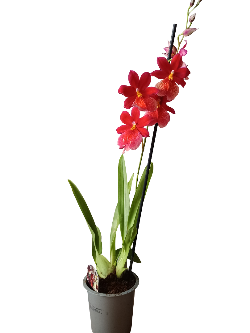 Orquidea ALEATORIA De Color Surtido Ø9-12 - 30-60 Cm - Sin Flor_3