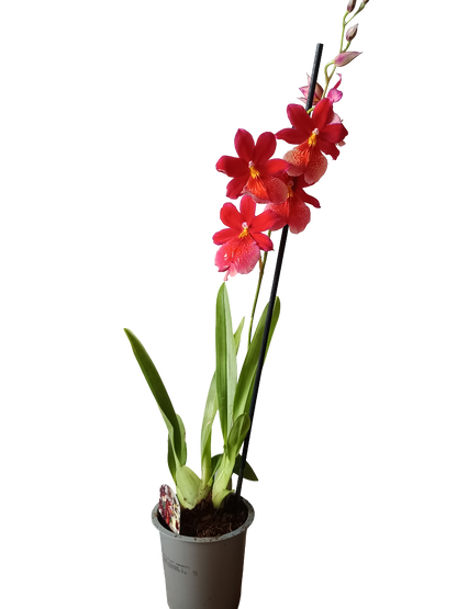 Orquidea ALEATORIA De Color Surtido Ø9-12 - 30-60 Cm - Sin Flor_3