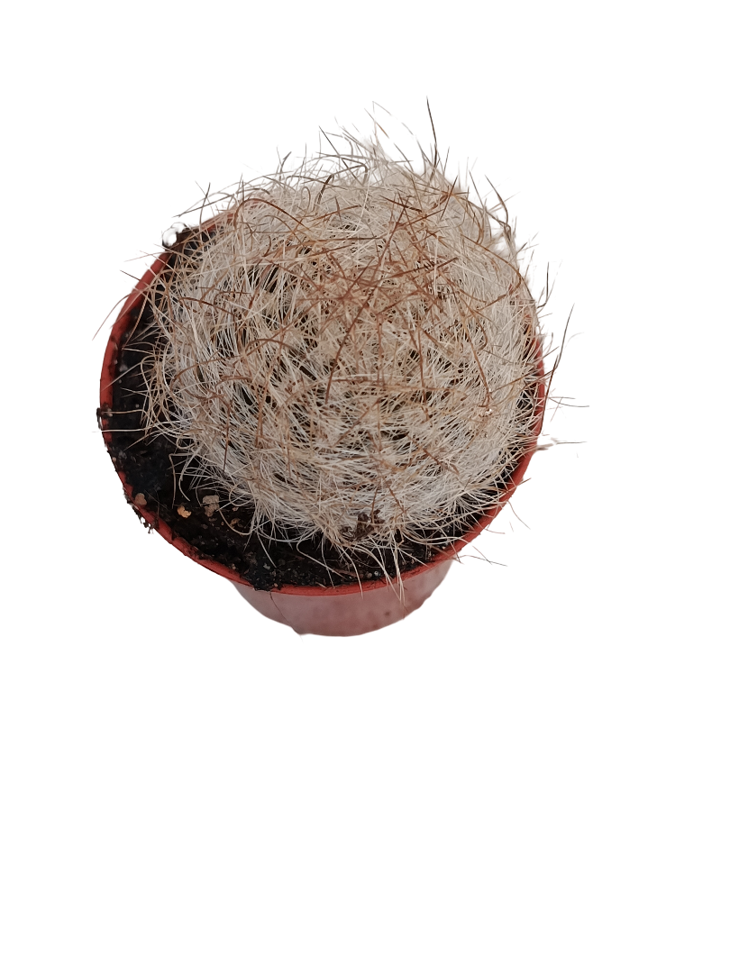 Eriosyce Senilis Cactus Ø5 Planta Natural_0
