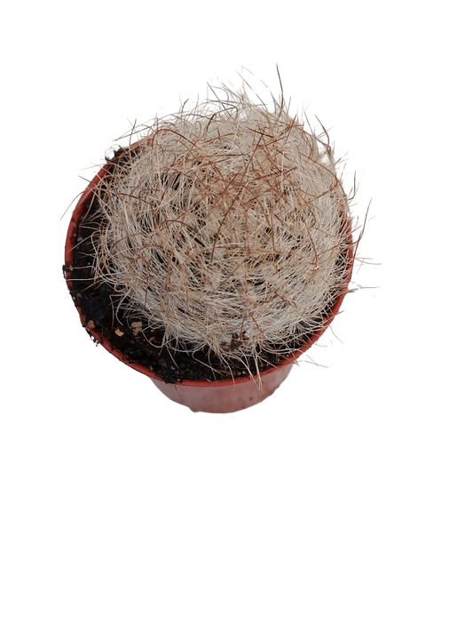 Eriosyce Senilis Cactus Ø5 Planta Natural_0
