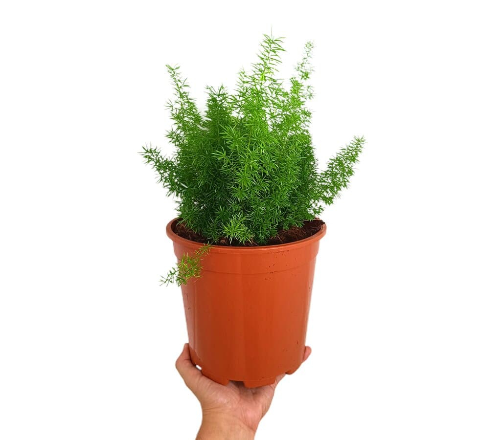 Asparagus Meyerii M20_0