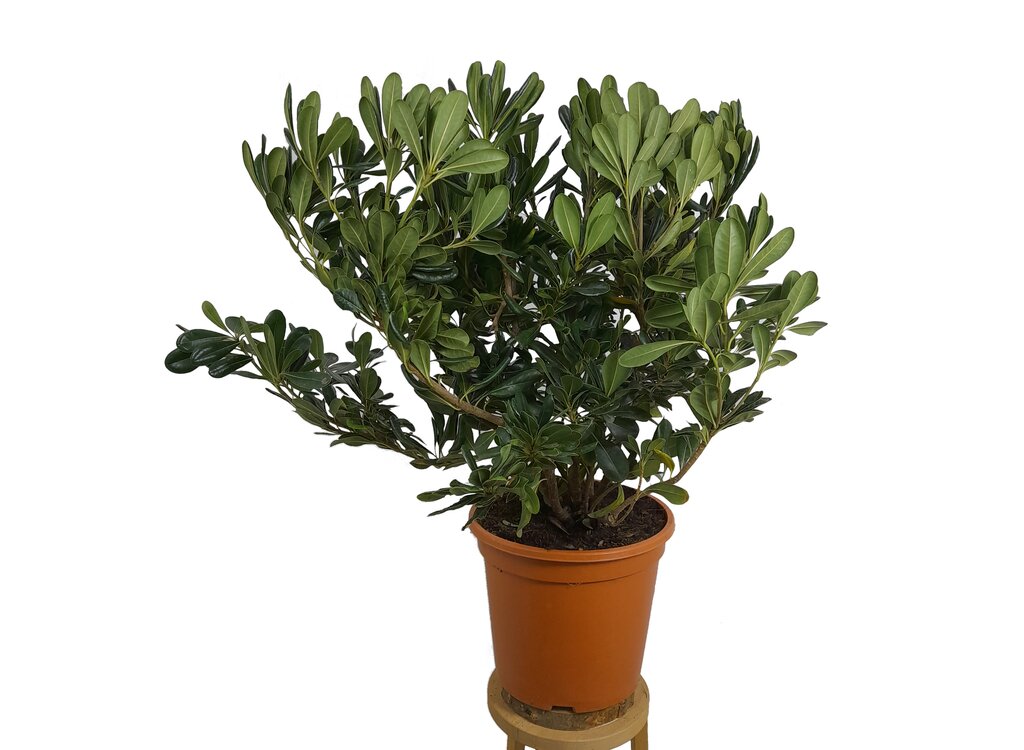 Pittosporum Tobira M24 60cm_0