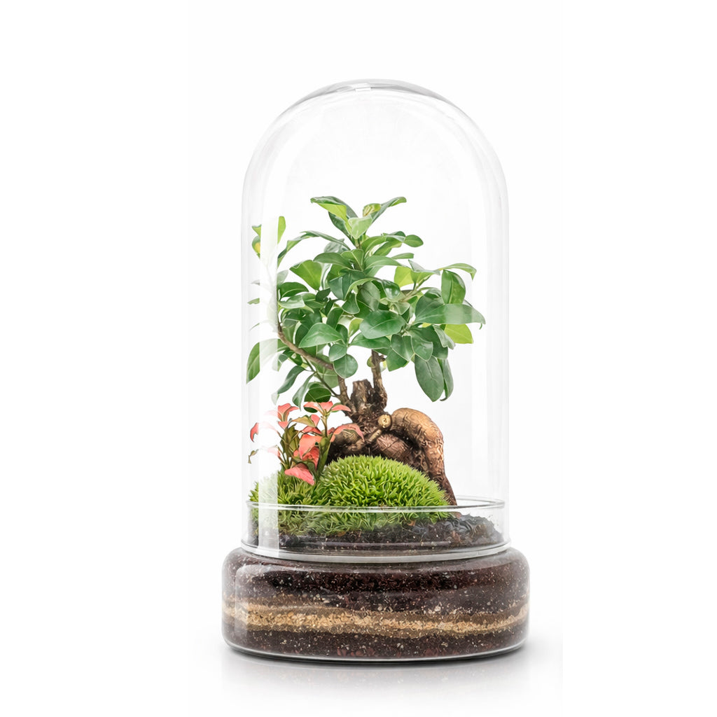 Terrario Madagascar Forest 19x36 Cm_1