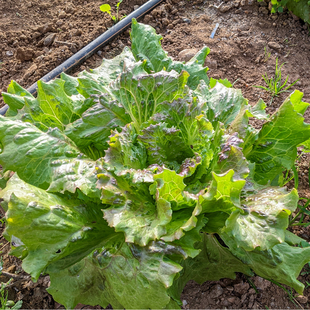 Plantón Lechuga Maravilla 10 Unidades - PlantaBo_1
