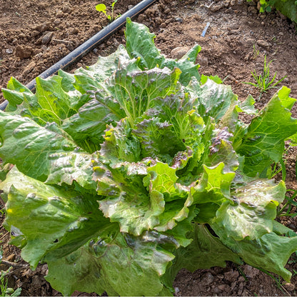 Plantón Lechuga Maravilla 10 Unidades - PlantaBo_1