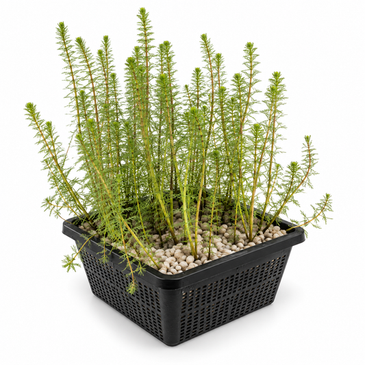 Cola De Caballo Hippuris Vulgaris - 4 Plantas Con Cesta Y Sustrato_0