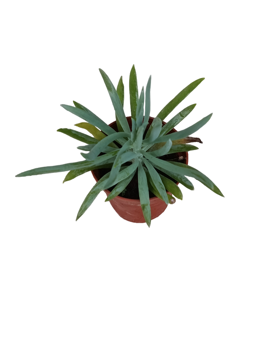 Senecio Madriscalae Planta Suculenta Ø5_0