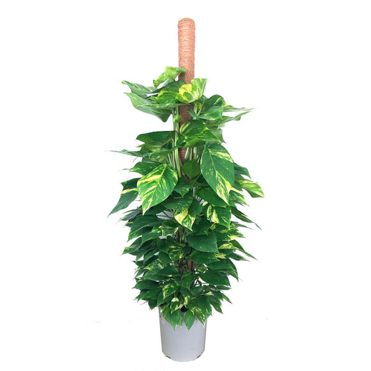 Potho 150cm Tutor_0