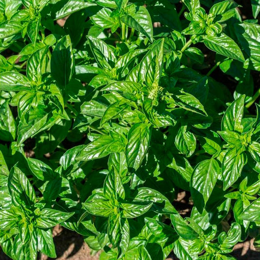 Semillas Albahaca Limón Ecológicas Biodinámicas Demeter_0