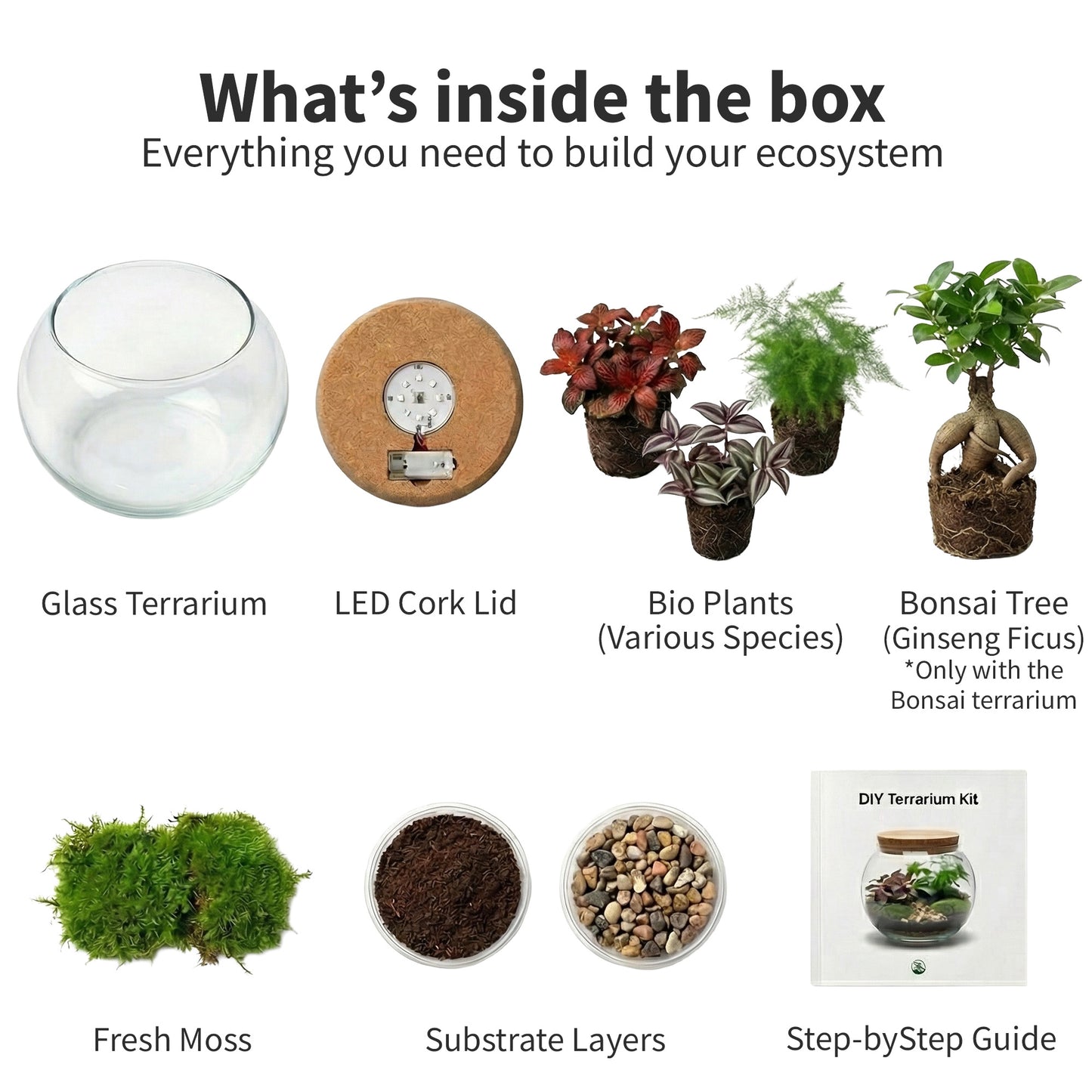 Terrario Grande - Ø30 Cm - Ecosistema - Cristal - Diy_4