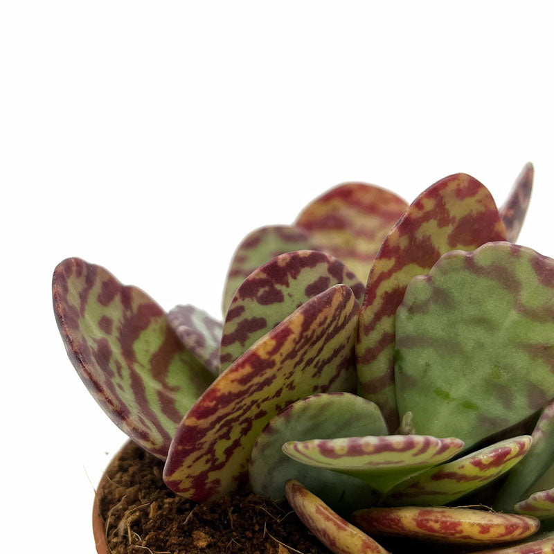 Kalanchoe Humilis Cactus Y Suculentas M8,5 cm Ø_2
