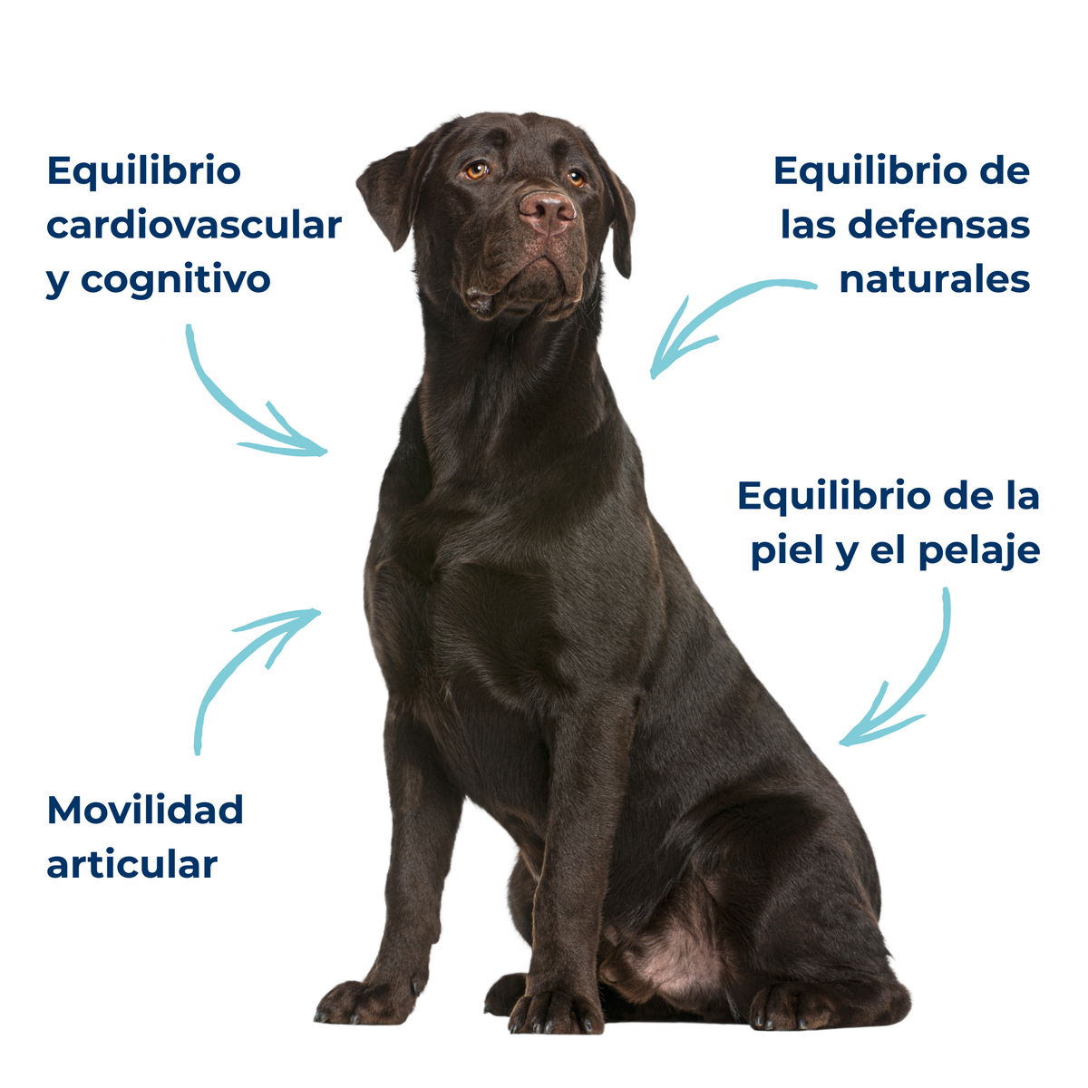 Aceite Omega 3 para perros y gatos – EPA DHA – Sardina y anchoa – 200 ml_4