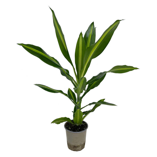 Dracena Fragans Cintho M13 35 Cm_0