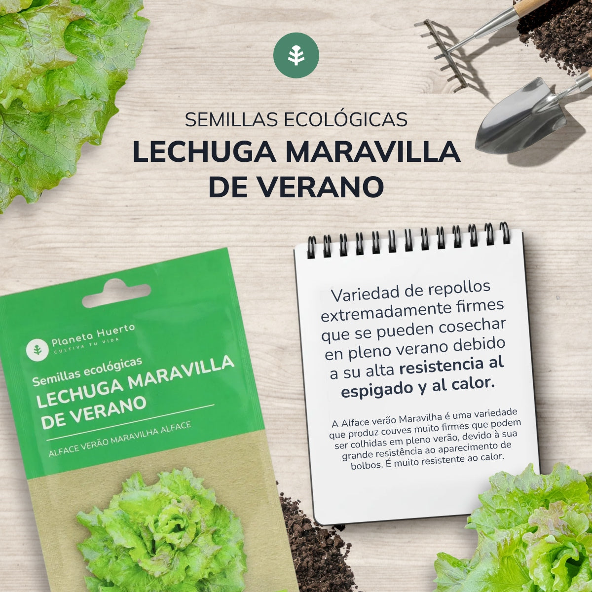 Semillas de Lechuga maravilla de verano ecológicas Planeta Huerto