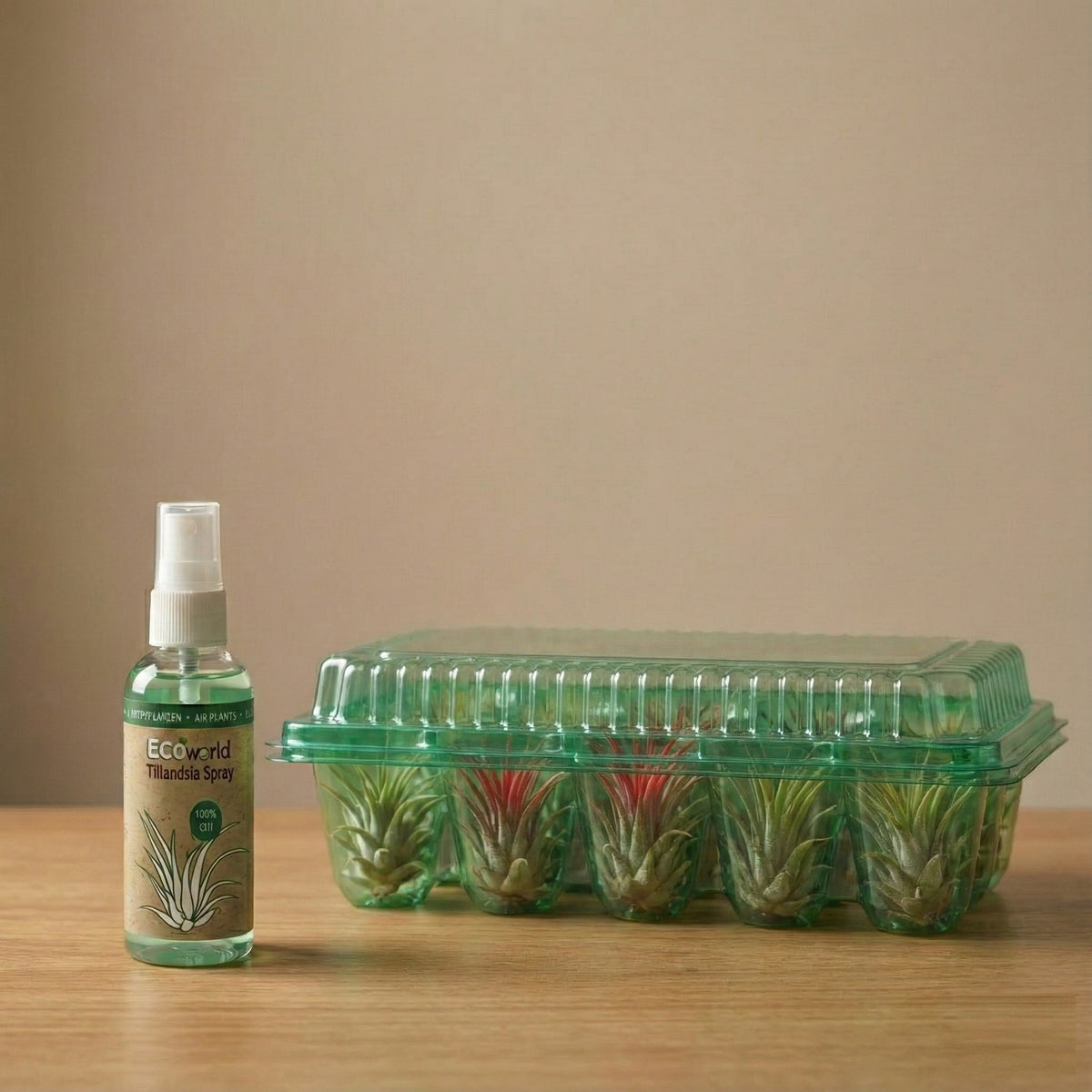 Tillandsia - 10 Unidades - Plantas De Aire - Con Spray_3