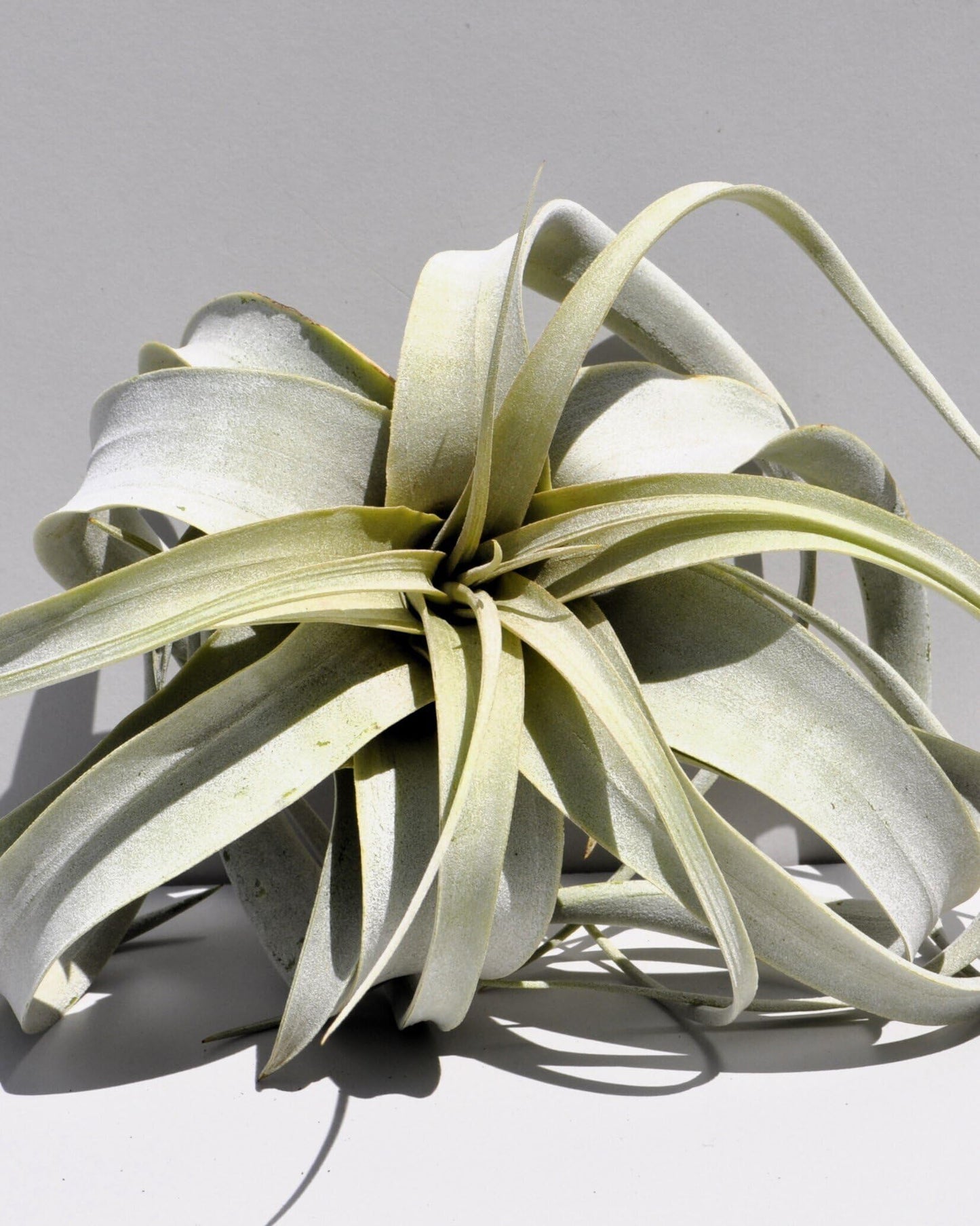 Tillandsia xerographica [S]; pie de gallo, planta del aire; Curiosarium; altura 15 cm, diámetro 20 cm_1