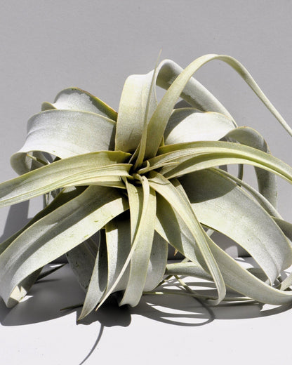 Tillandsia xerographica [S]; pie de gallo, planta del aire; Curiosarium; altura 15 cm, diámetro 20 cm_1
