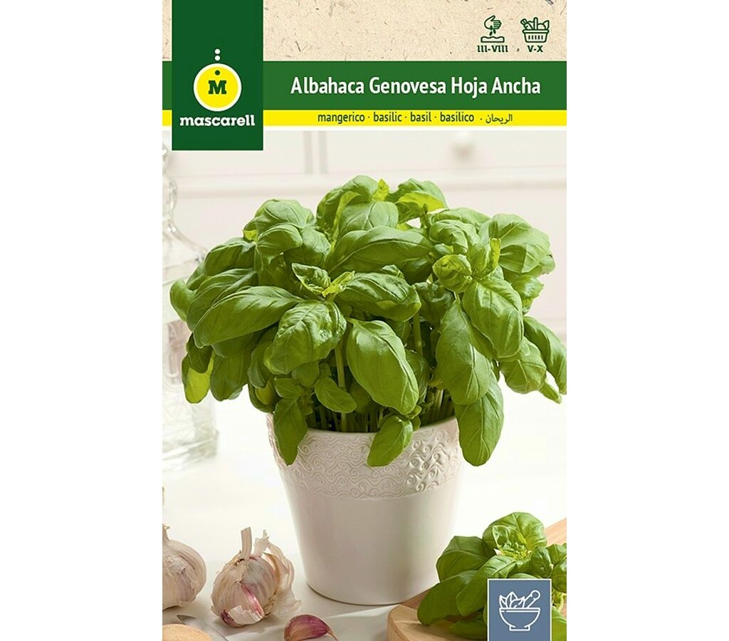 Semillas Albahaca Genovesa Hoja Ancha_0