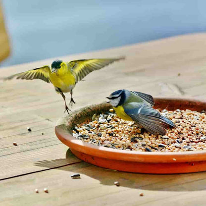 Comida Para Pájaros 10 Kg, Comida Rica En Grasa, Mezcla De Semillas Para Aves_2