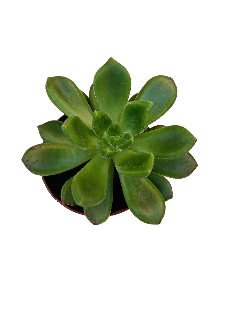 Echeveria Cremneria Chubbs Ø5 Planta Suculenta De Sol_0