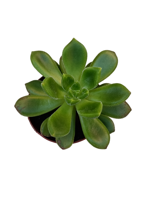 Echeveria Cremneria Chubbs Ø5 Planta Suculenta De Sol_0