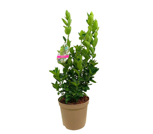 Euonymus Japónica M22 50-60cm_0