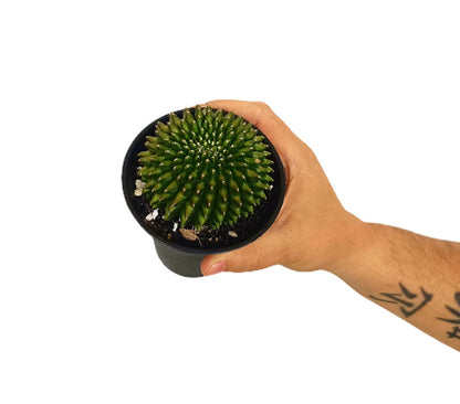 Gymnocalycium Spineless M10_1