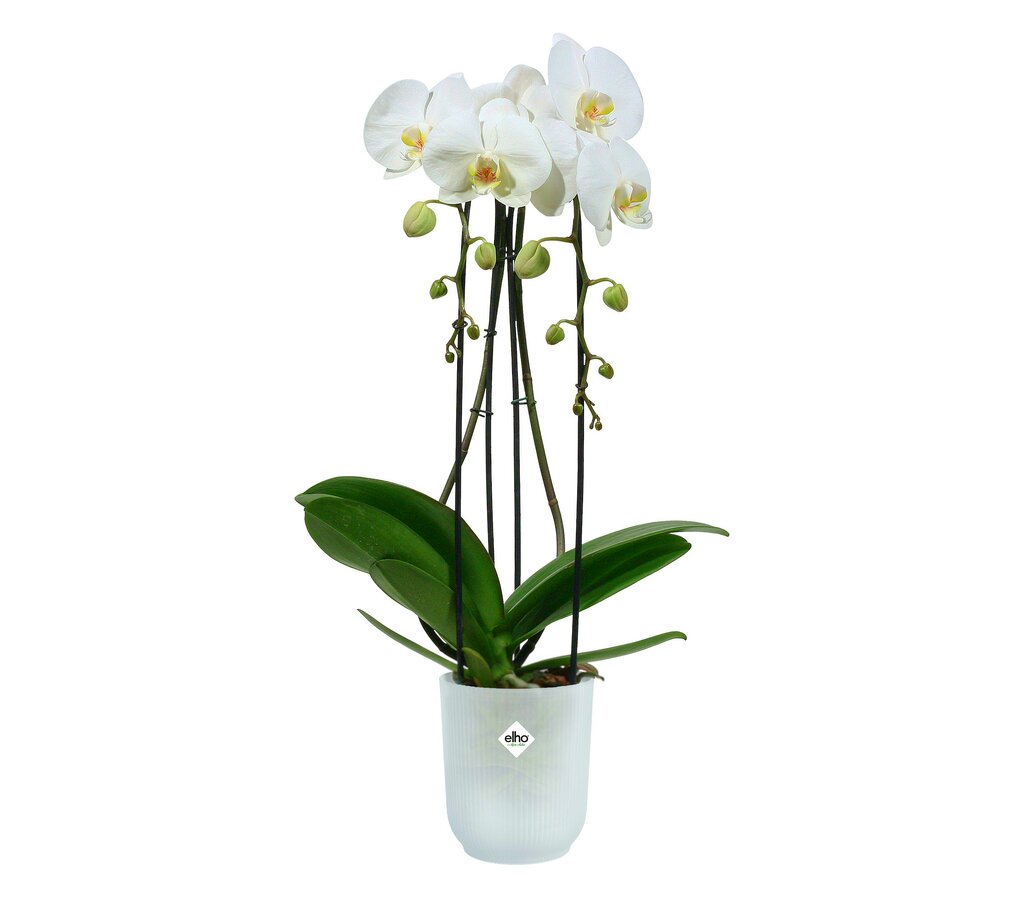 Macetero Vibes Fold Orquídea Elho high 12,5cm transparente