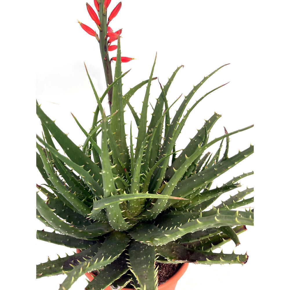Aloe Spinosissima M24 90cm_1