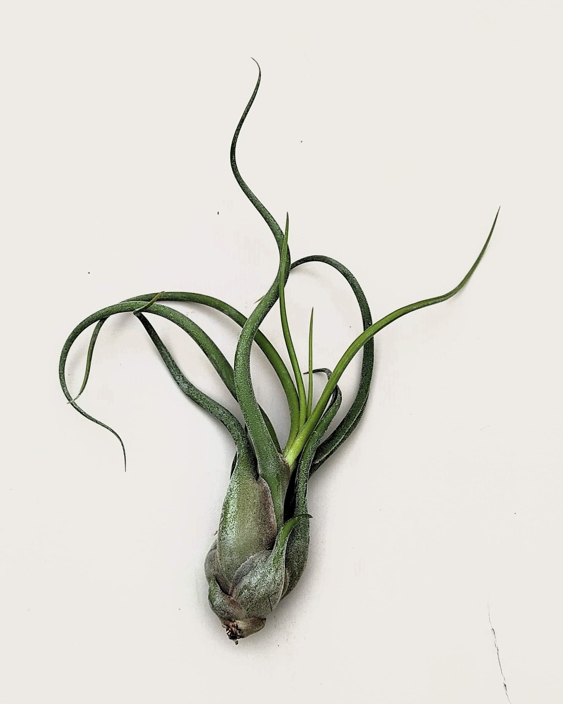 Tillandsia caput-medusae [M]; planta pulpo, cabeza de Medusa; Curiosarium; altura 12-15 cm, Diámetro 12-15 cm_4