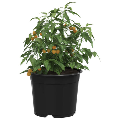 Maceta Redonda Para Flores 50 Uds. Negro Ø 10 X 8 Cm Plástico_2