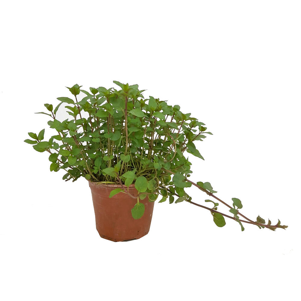 Menta Chocolate M13_1