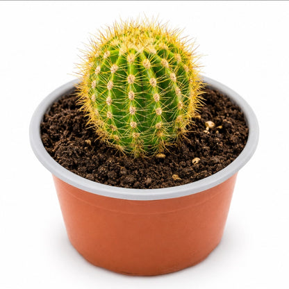 Cactus Echinopsis Oxygona (cactus Erizo Americano). Maceta Pequeña (7cm)._3