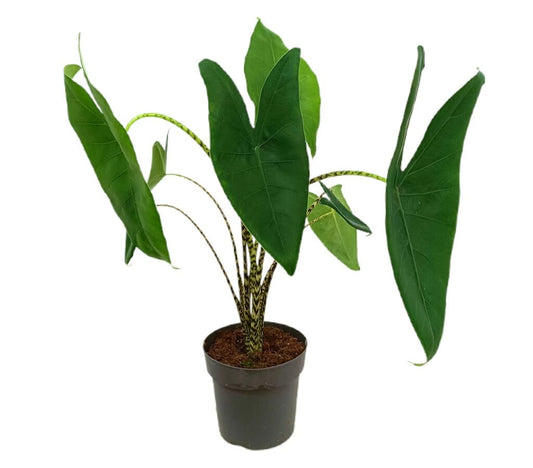 Alocasia Zebrina M19 60cm_0
