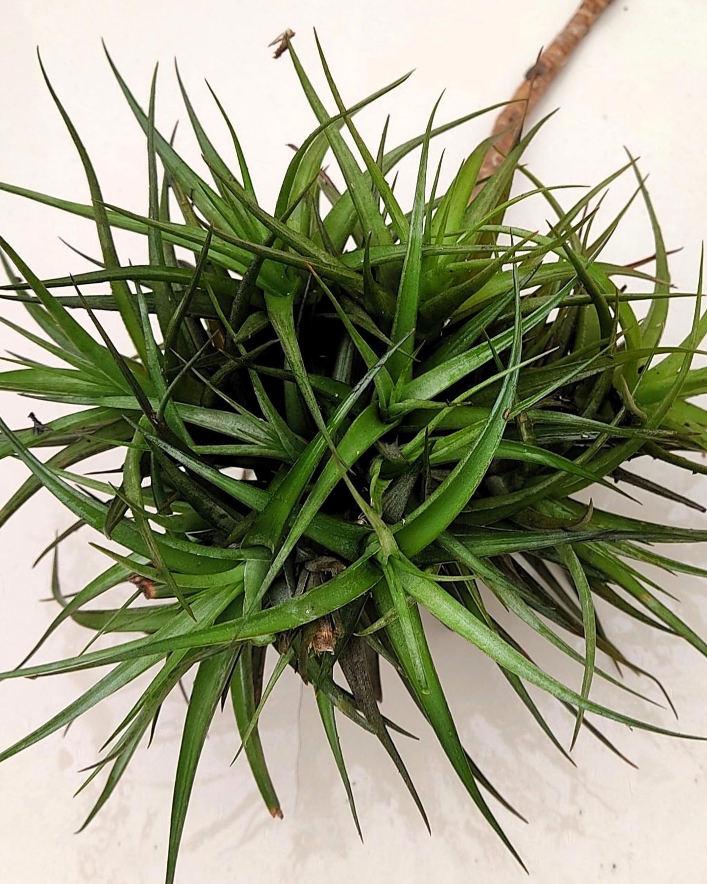 Tillandsia aeranthos "clump" (mata); planta del aire, mata de plantas; Curiosarium; altura 15 cm, diámetro 25 cm_0