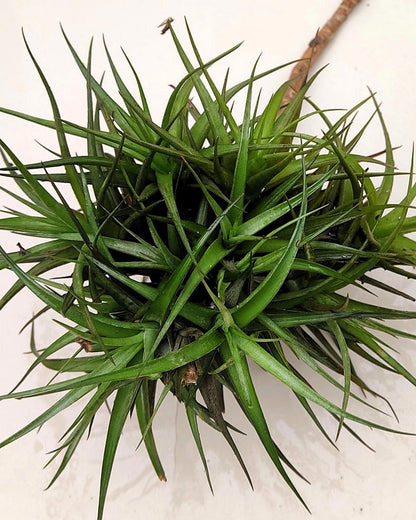 Tillandsia aeranthos "clump" (mata); planta del aire, mata de plantas; Curiosarium; altura 15 cm, diámetro 25 cm_0