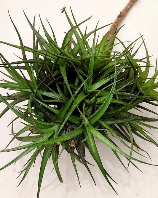 Tillandsia aeranthos "clump" (mata); planta del aire, mata de plantas; Curiosarium; altura 15 cm, diámetro 25 cm_0