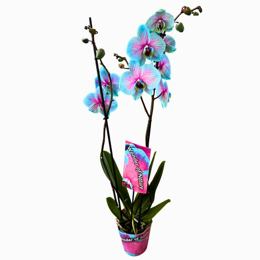 Orquídea Wonder Of Nature 2 Varas Una Maravilla Para La Decoración De Interior_0