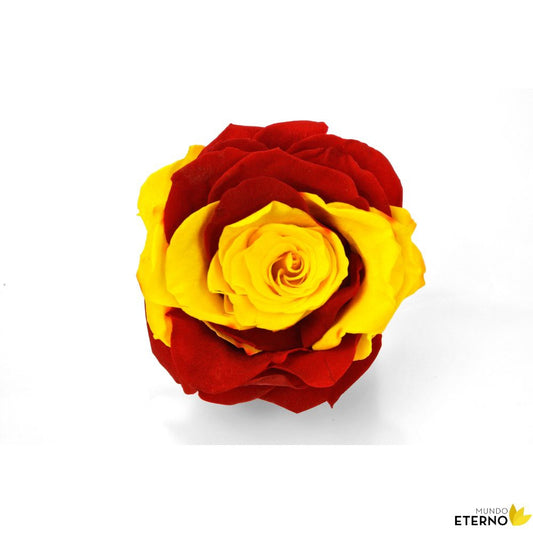 Mundo Eterno Rosa Preservada Bandera España 35cm_0