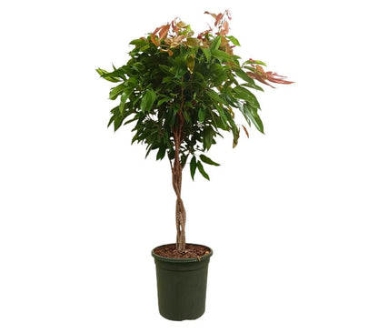 Ficus Amstel Queen Trenzado M32 110-130cm_0