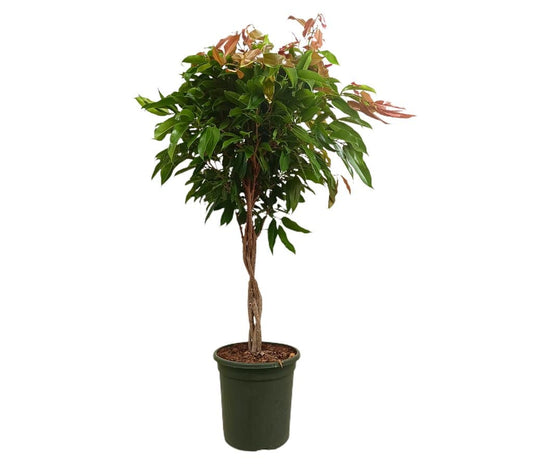 Ficus Amstel Queen Trenzado M32 110-130cm_0