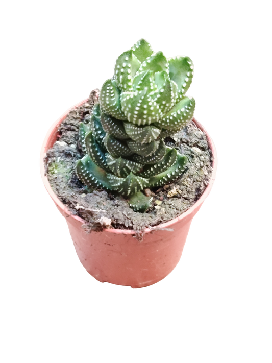 Haworthia Reinwardtii Planta Suculenta De Sombra Ø5_0