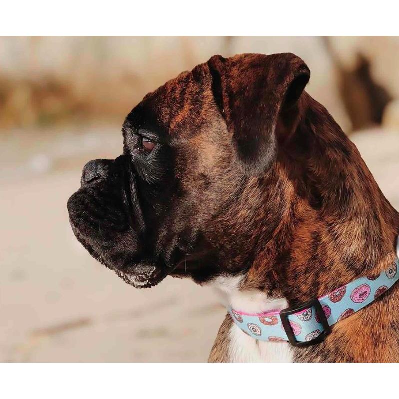 Collar para perro CUPCAKES Dukier - Talla XS XS