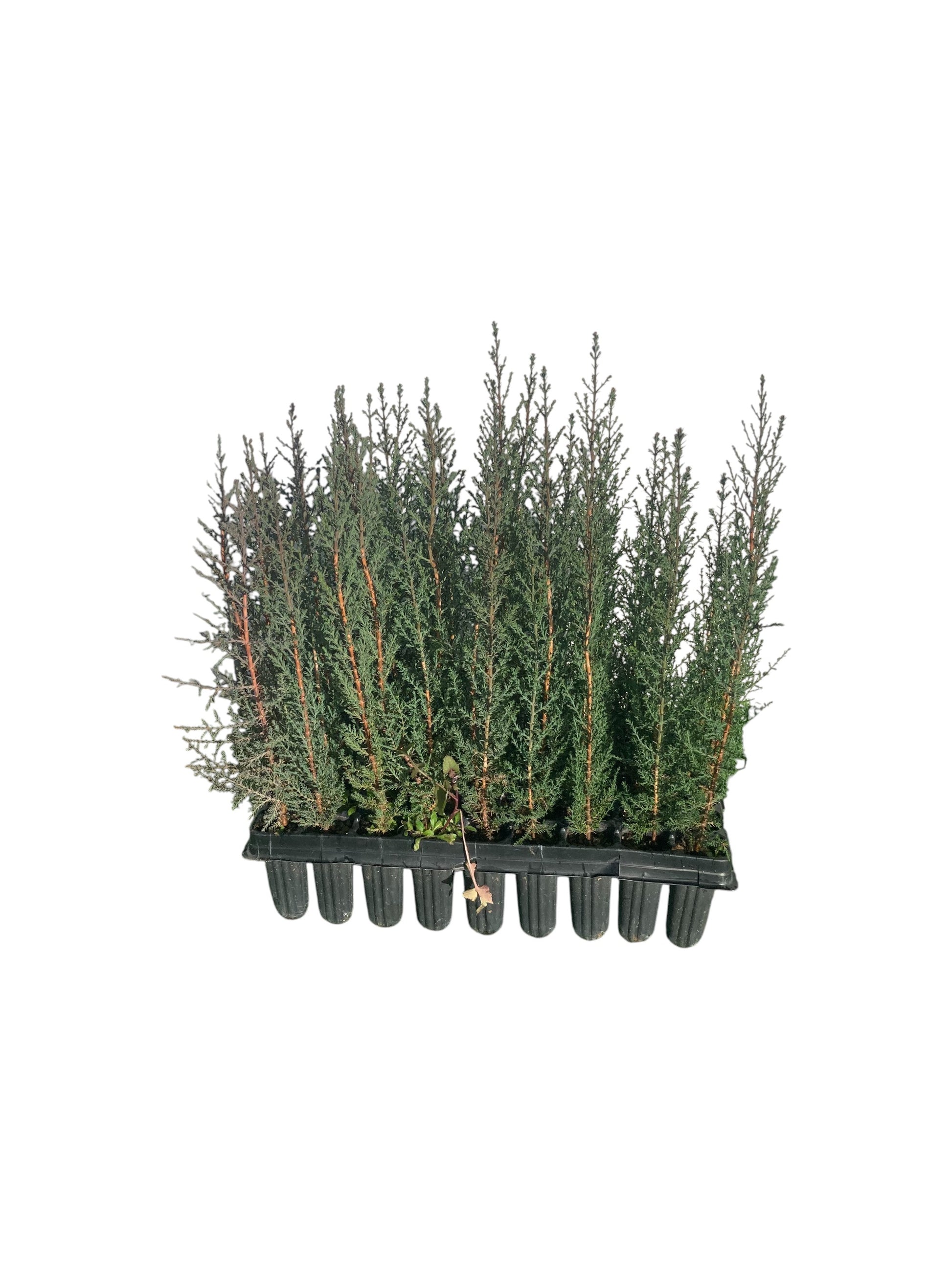 Cipres Sempervirens Bandeja 54ud_0