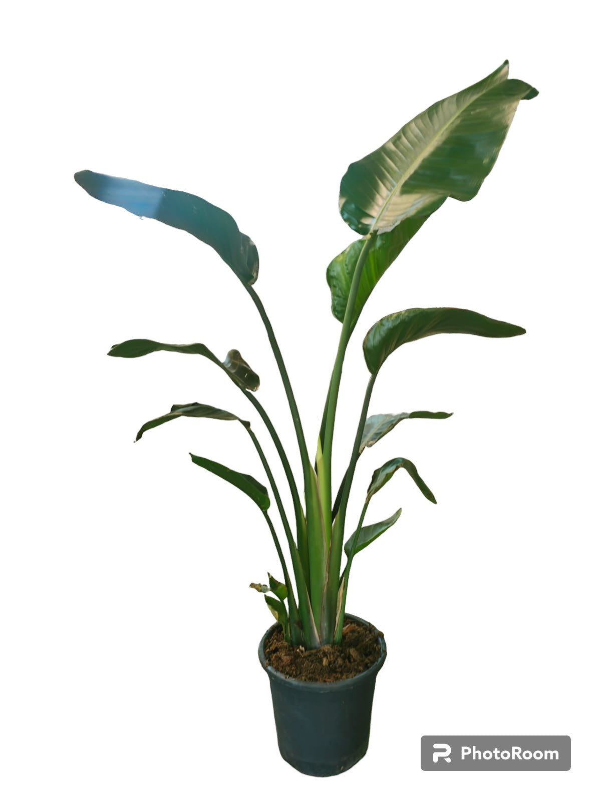 Strelitzia Augusta Maceta_0