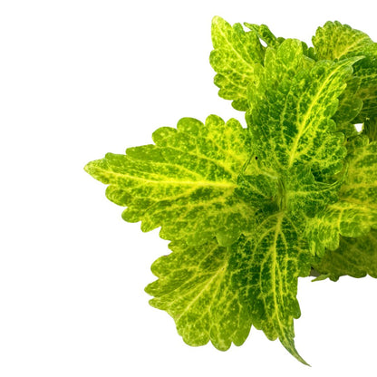 Coleo La Planta De La Mezcla De Colores De Hojas Más Impresionantes_2